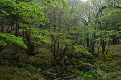 林間のオアシス