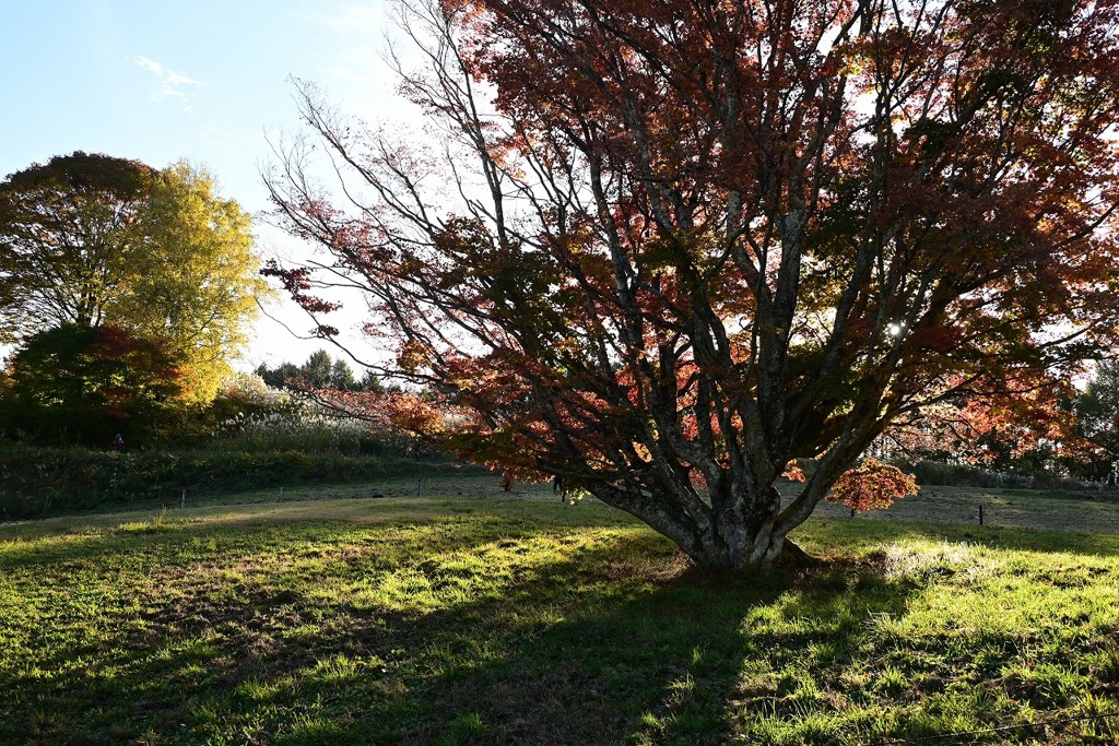 大峰高原大カエデ