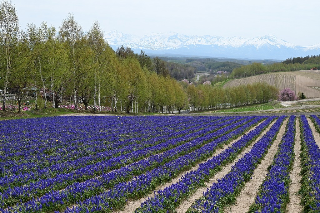 四季彩の丘・春