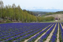 四季彩の丘・春