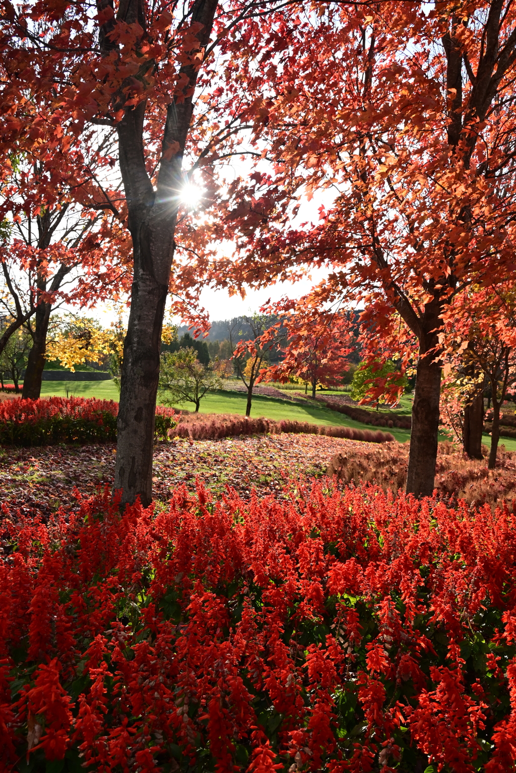 秋色の由仁ガーデン
