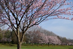 朝日ケ丘公園 朝日ケ丘公園