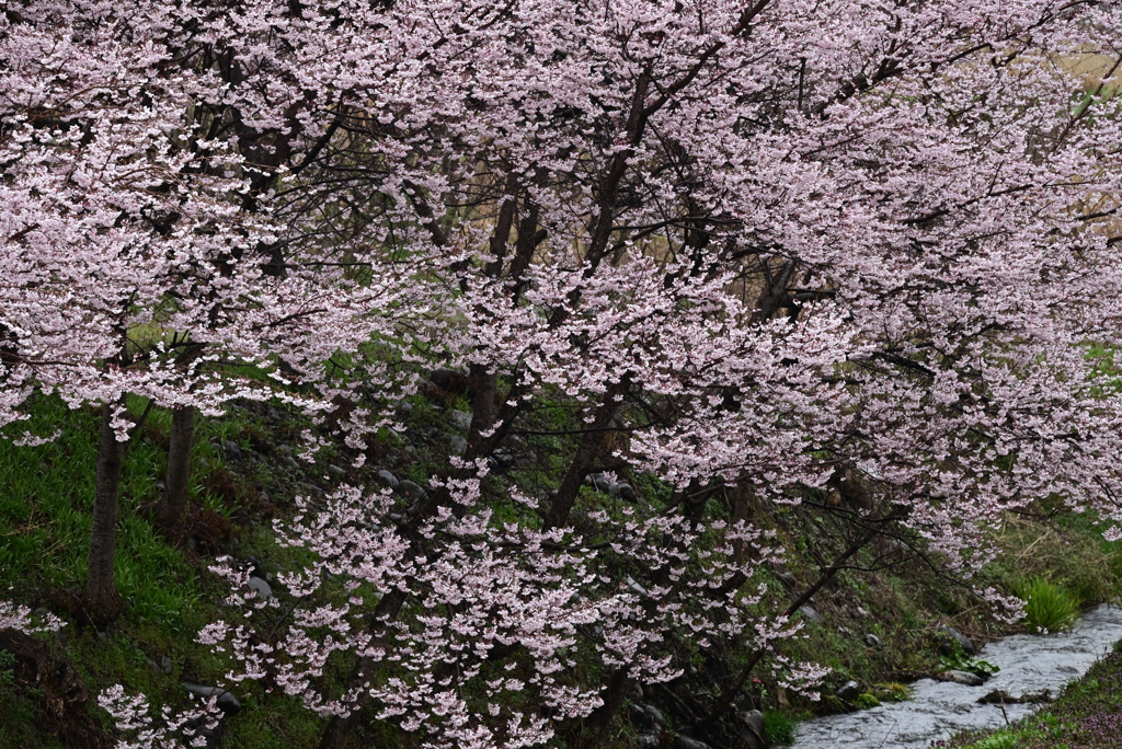 三峰川堤防