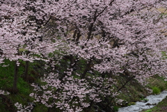 三峰川堤防