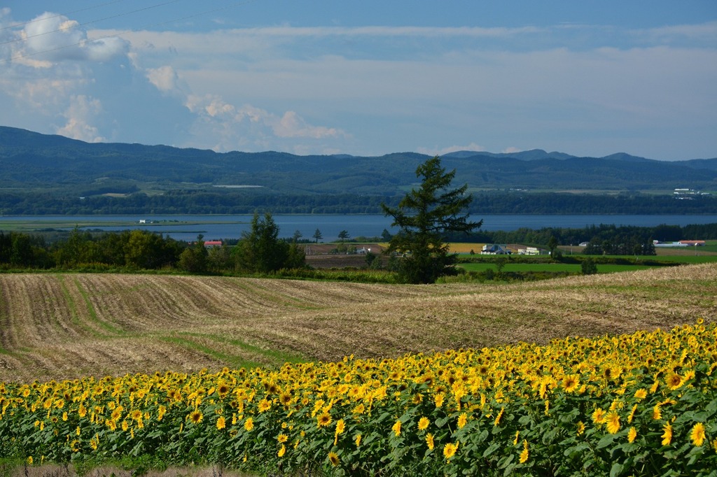 網走湖とひまわり