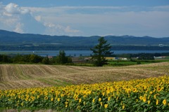 網走湖とひまわり
