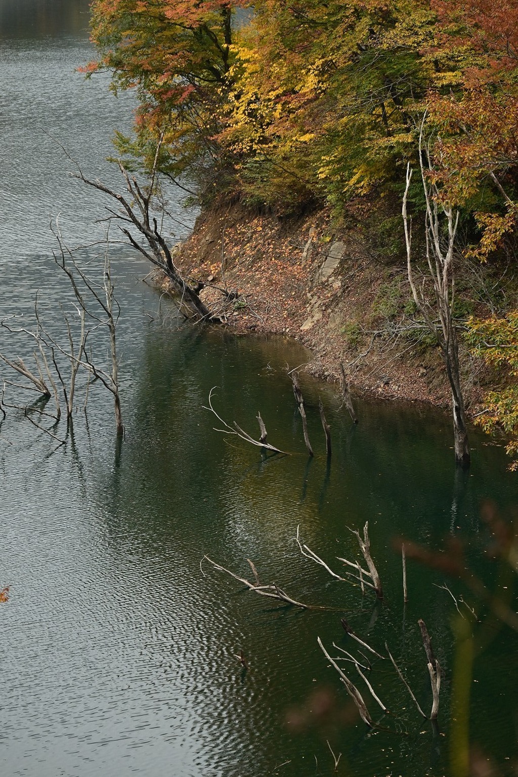 立ち枯れの木々