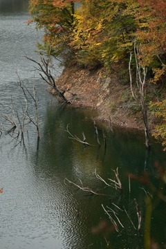 立ち枯れの木々