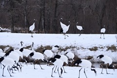 鶴公園