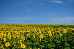 大空町のひまわり