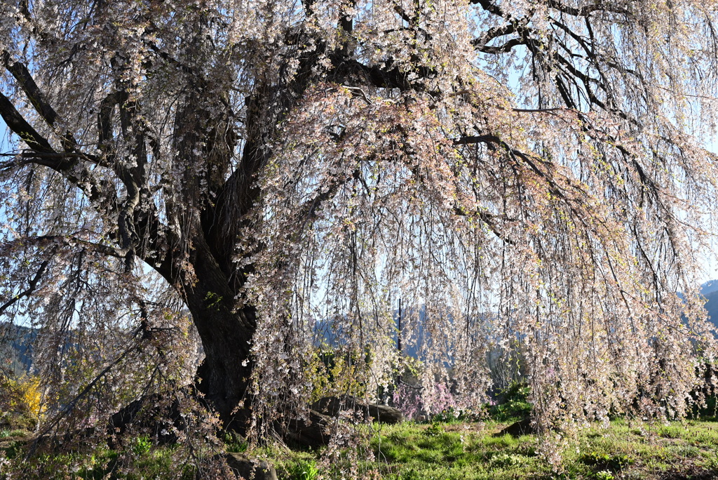和美の桜