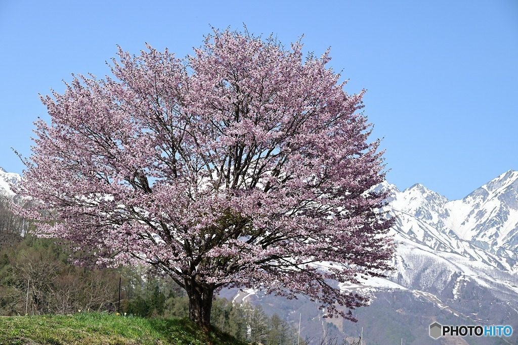 野平の一本桜