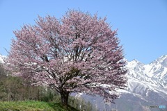 野平の一本桜