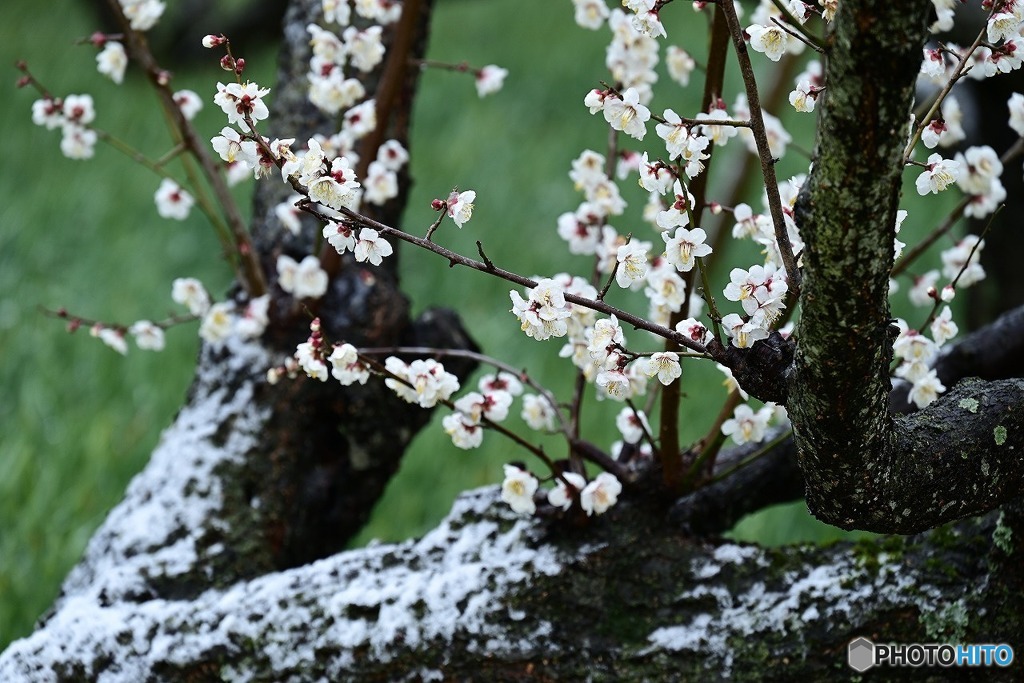 雪と白梅-1