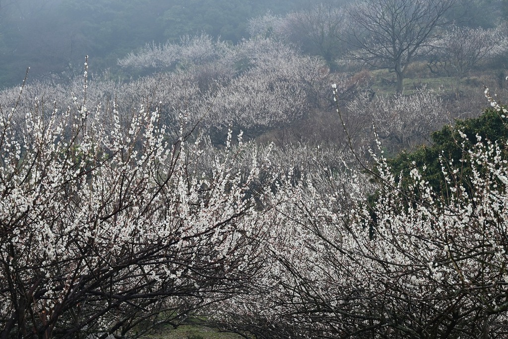 1-綾部山梅林