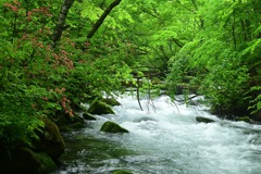 奥入瀬渓流