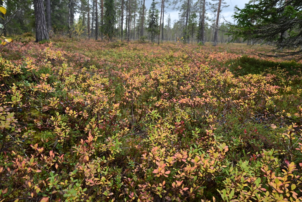 ブルーベリーの実る森