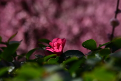 花一輪
