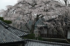 吉野山・竹林院