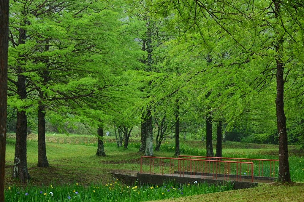 新緑の公園