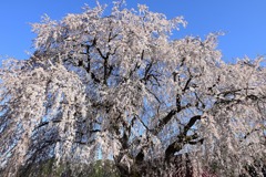 中塩の桜