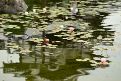 睡蓮池に映る