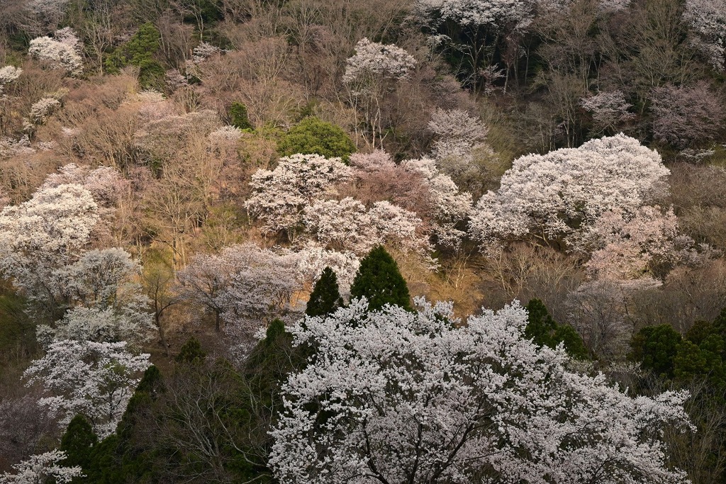 黒川の桜