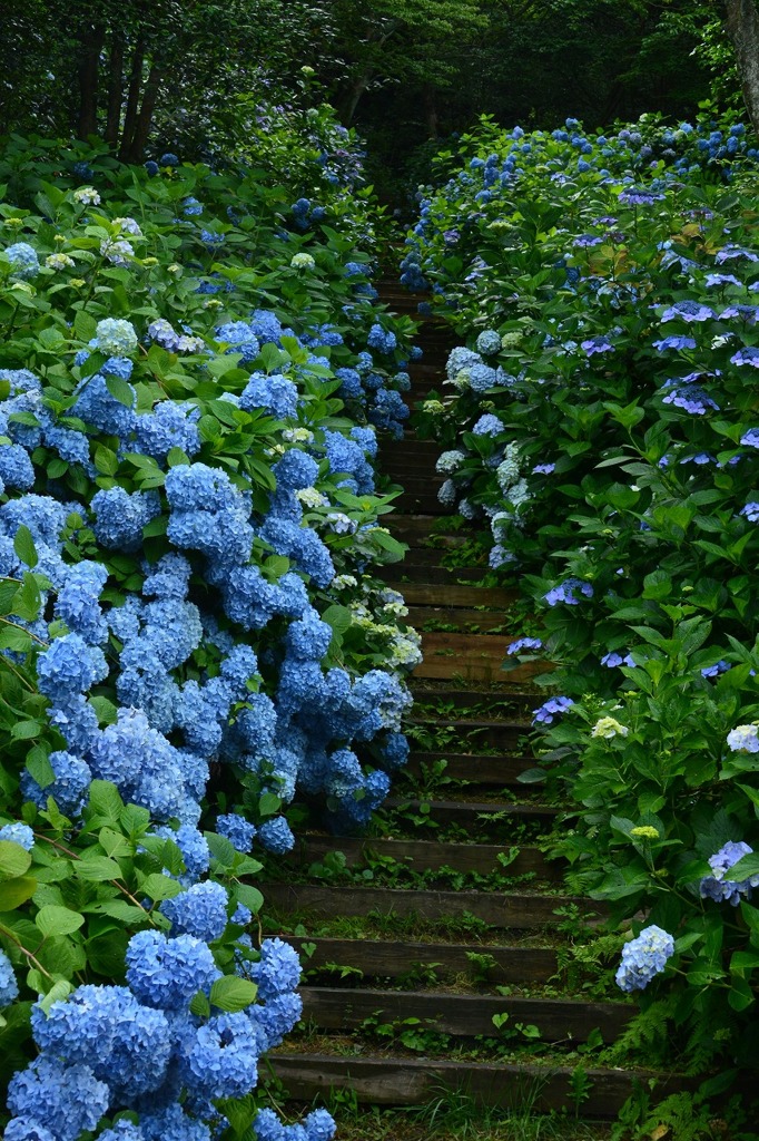 紫陽花と階段
