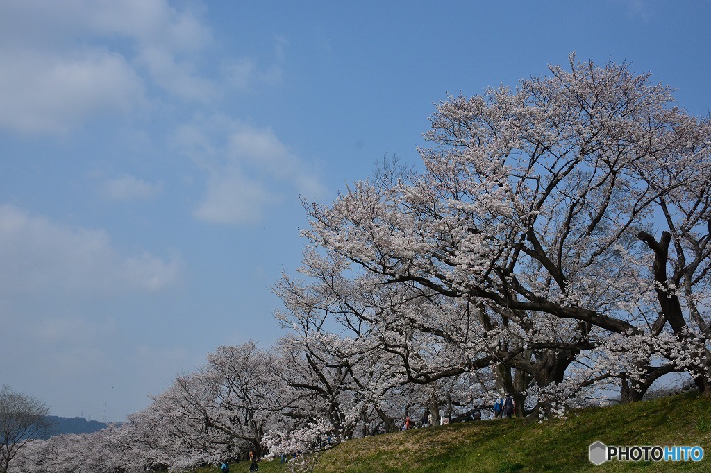背割堤桜