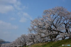 背割堤桜