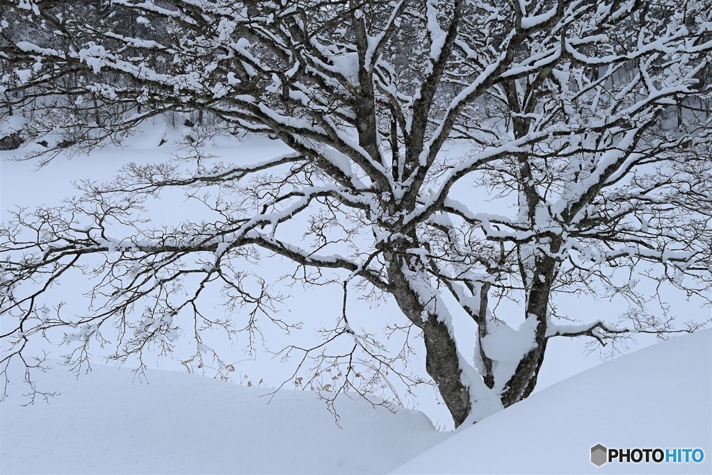 雪に埋もれて