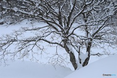 雪に埋もれて