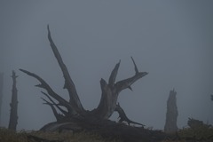 枯れ木のオブジェ