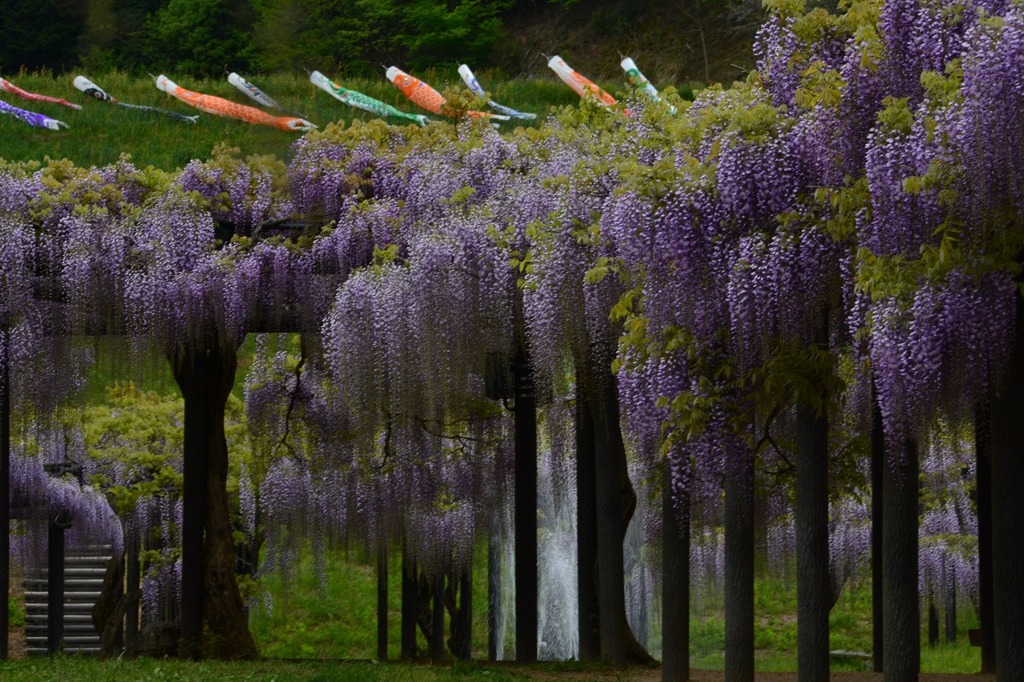 こいのぼりと藤