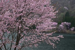 中綱湖の桜