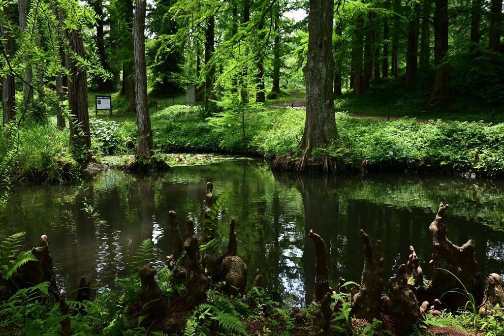 大学付属植物園