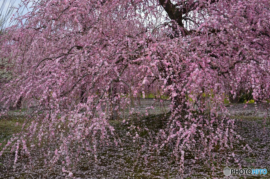 枝垂れ紅梅