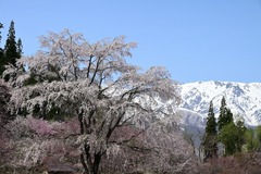 桜と白馬三山