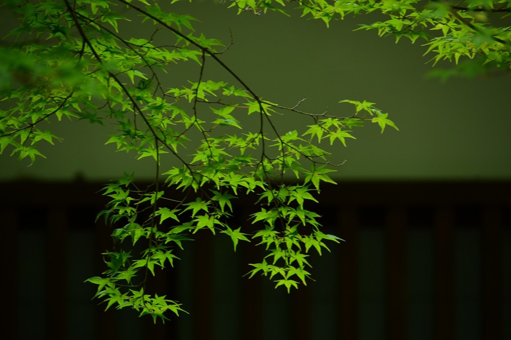 青もみじ　圓光寺