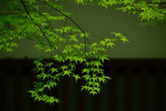 青もみじ　圓光寺
