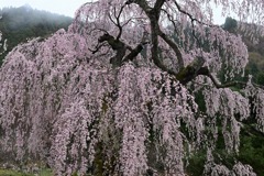弁天さんのしだれ桜