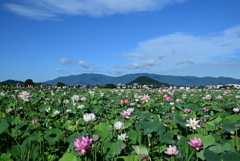 1-藤原京跡