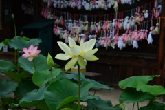 蓮とてるてる坊主