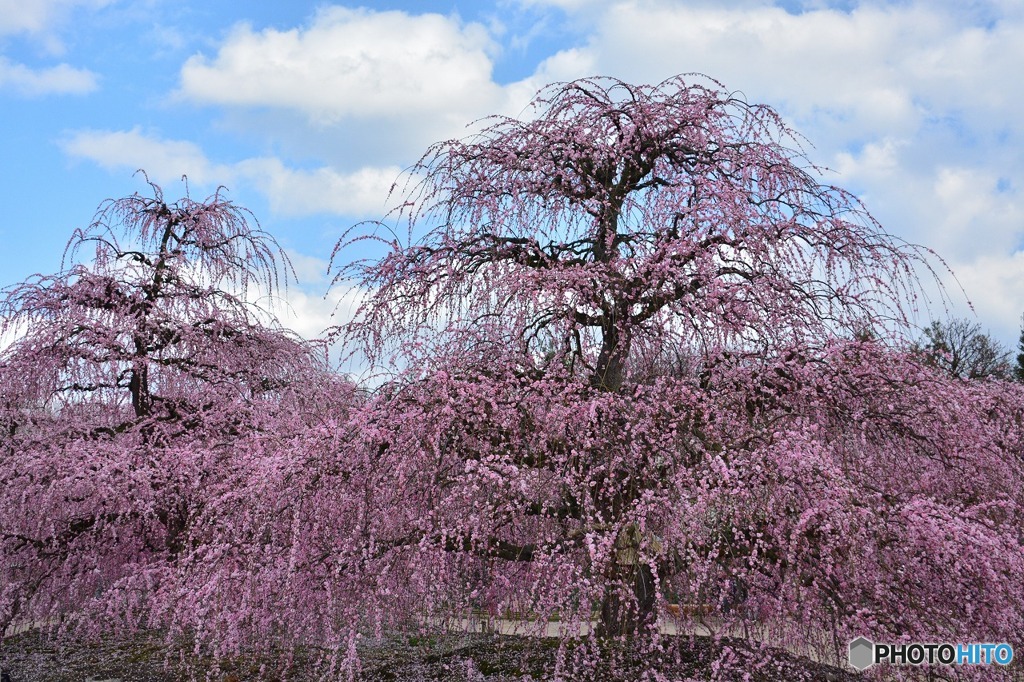 鈴鹿の森庭園・天の龍