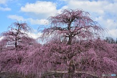 鈴鹿の森庭園・天の龍