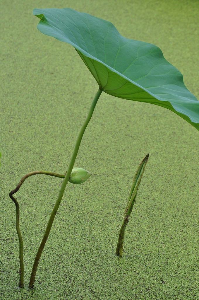 南条花はす公園
