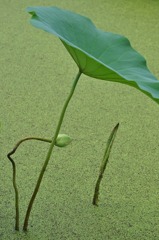 南条花はす公園