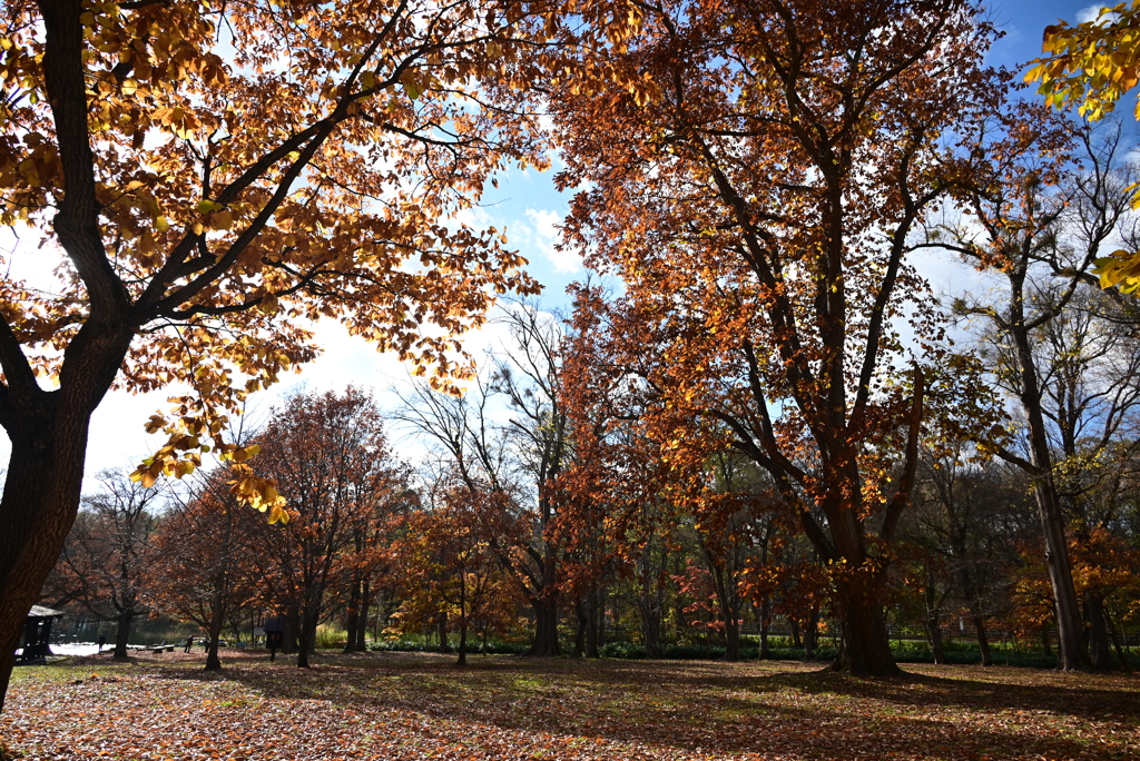 紅葉の鳥沼公園