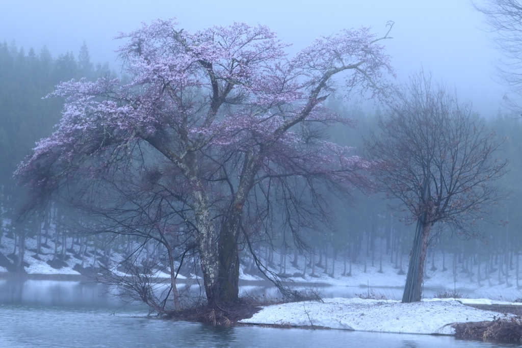 雨の中の桜