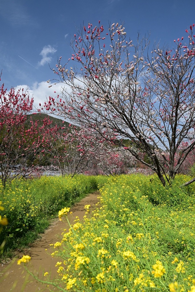 1-西川花公園